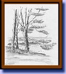 Thumbnail-Pencil drawing of trees