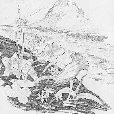 Pencil drg of Flowers at Engstligenalp