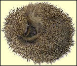 Sleeping hedgehog