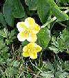 Marsh Marigolds on wetland of site 0247